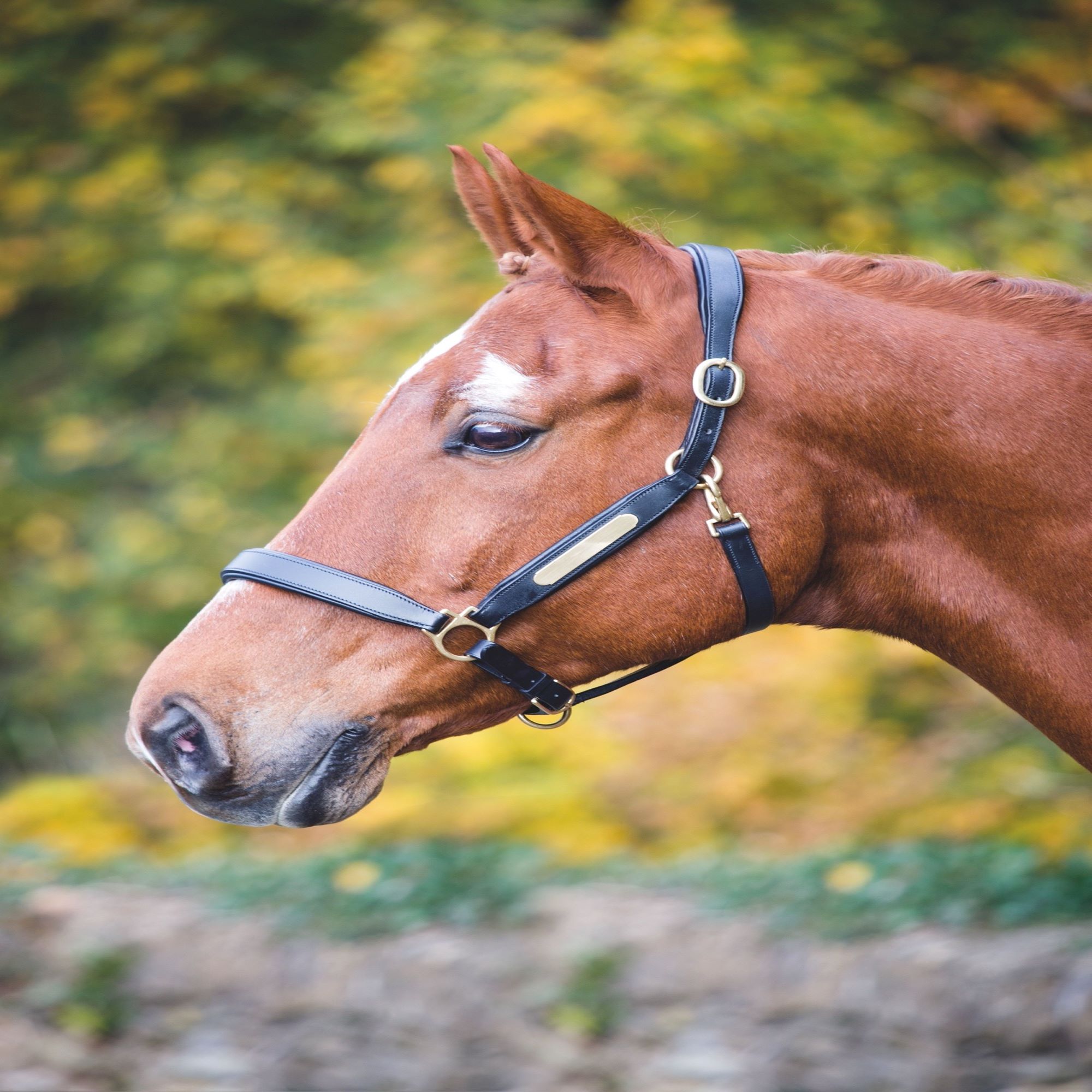 Headcollar nameplate outlet