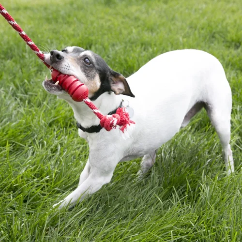 KONG Dental With Rope - Image 3