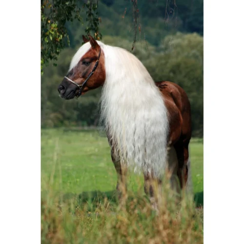 Excellent Horse Hi Gloss Spray 250 ml - Image 2