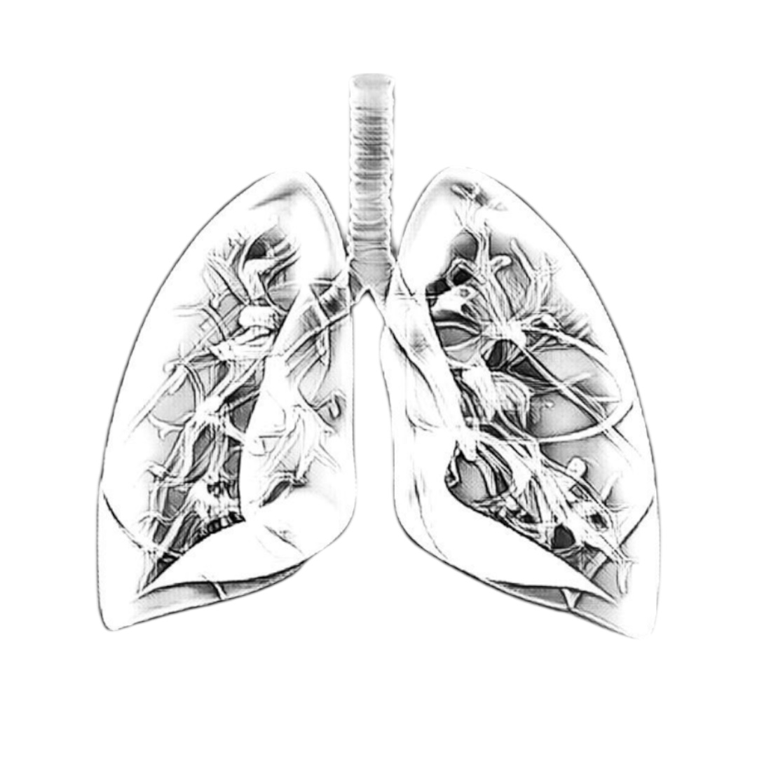 Lungs