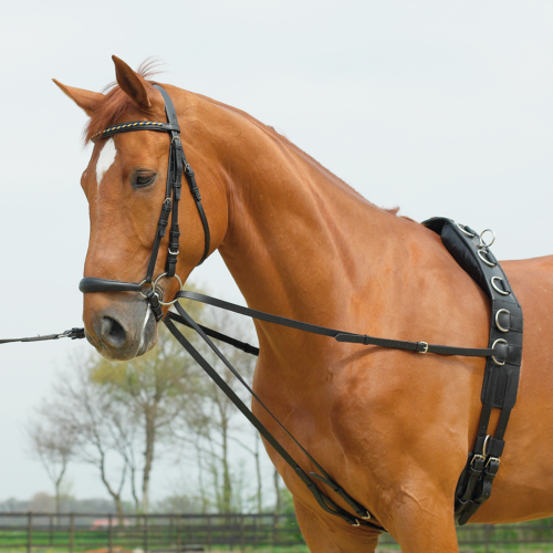 Busse Lauffer draw reins